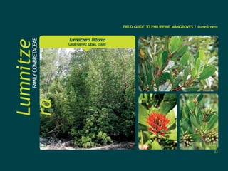 Lumnitze
ra
FAMILY
COMBRETACEAE
FIELD GUIDE T
O PHILIPPINE MANGROVES / Lumnitzera
Lumnitzera littorea
Local names: tabao, culasi
23
 