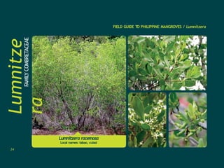 Lumnitze
ra
FAMILY
COMBRETACEAE FIELD GUIDE T
O PHILIPPINE MANGROVES / Lumnitzera
Lumnitzera racemosa
Local names: tabao, culasi
24
 