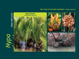 Nypa
fruticans
FAMILY
ARECACEAE
FIELD GUIDE T
O PHILIPPINE MANGROVES / Nypa fruticans
Nypa fruticans
Local names: nipa, sasa
25
 