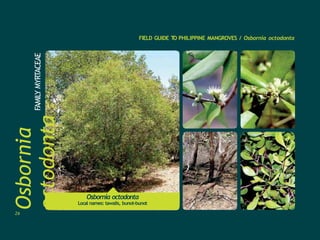 Osbornia
octodonta
FAMILY
MYRTACEAE FIELD GUIDE T
O PHILIPPINE MANGROVES / Osbornia octodonta
Osbornia octodonta
Local names: tawalis, bunot-bunot
26
 
