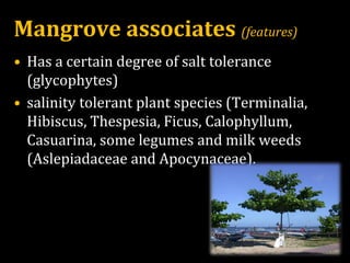 Mangrove associates (features)
• Has a certain degree of salt tolerance
(glycophytes)
• salinity tolerant plant species (Terminalia,
Hibiscus, Thespesia, Ficus, Calophyllum,
Casuarina, some legumes and milk weeds
(Aslepiadaceae and Apocynaceae).
 