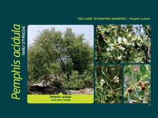Pemphis
acidulaFAMILY
L
YTHRACEAE
FIELD GUIDE T
O PHILIPPINE MANGROVES / Pemphis acidula
Pemphis acidula
Local name: bantigi
27
 