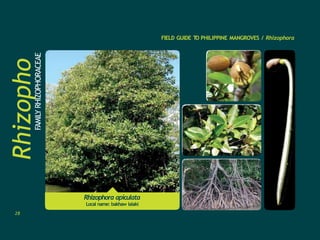 Rhizopho
ra
FAMILY
RHIZOPHORACEAE FIELD GUIDE T
O PHILIPPINE MANGROVES / Rhizophora
Rhizophora apiculata
Local name: bakhaw lalaki
28
 