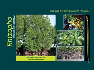 Rhizopho
ra
FAMILY
RHIZOPHORACEAE
FIELD GUIDE T
O PHILIPPINE MANGROVES / Rhizophora
Rhizophora mucronata
Local name: bakhaw babae
29
 