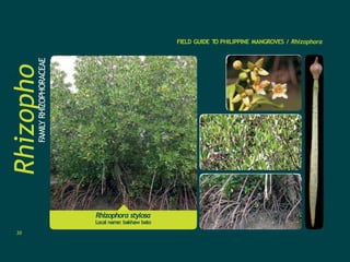 Rhizopho
ra
FAMILY
RHIZOPHORACEAE FIELD GUIDE T
O PHILIPPINE MANGROVES / Rhizophora
Rhizophora stylosa
Local name: bakhaw bato
30
 