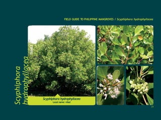Scyphiphora hydrophyllacea
Local name: nilad
Scyphiphora
hydrophyllacea
FAMILY
RUBIACEAE
FIELD GUIDE T
O PHILIPPINE MANGROVES / Scyphiphora hydrophyllacea
31
 