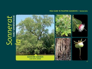 Sonneratia caseolaris
Local name: pedada
Sonnerat
ia
FAMILY
SONNERATIACEAE
FIELD GUIDE T
O PHILIPPINE MANGROVES / Sonneratia
33
 