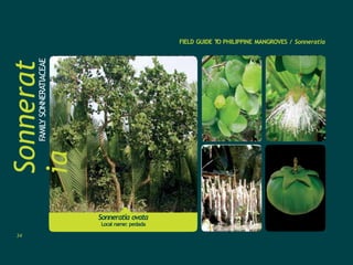 Sonneratia ovata
Local name: pedada
Sonnerat
ia
FAMILY
SONNERATIACEAE FIELD GUIDE T
O PHILIPPINE MANGROVES / Sonneratia
34
 