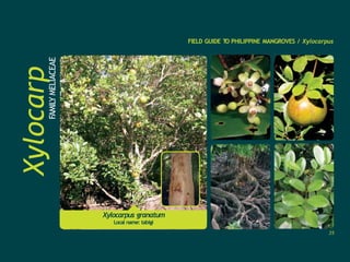 Xylocarp
us
FAMILY
MELIACEAE
FIELD GUIDE T
O PHILIPPINE MANGROVES / Xylocarpus
Xylocarpus granatum
Local name: tabigi
35
 