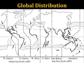 Global Distribution
 