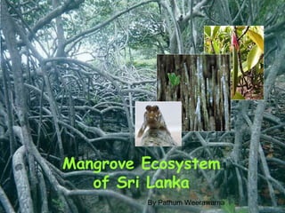 Mangrove Ecosystem of Sri Lanka By Pathum Weerawarna 
