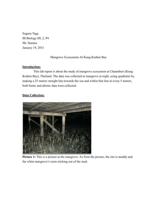 Suguru Taga<br />IB Biology HL 2, P4<br />Mr. Stantus<br />January 19, 2011<br />Mangrove Ecosystems At Kung Kraben Bay<br />Introduction:<br />This lab report is about the study of mangrove ecosystem at Chantaburi (Kung Kraben Bay), Thailand. The data was collected at mangrove at night, using quadrants by making a 25 meters straight line towards the sea and within that line at every 5 meters, both biotic and abiotic data were collected.<br />Data Collection:<br />Picture 1: This is a picture at the mangrove. As from the picture, the site is muddy and the white mangrove’s roots sticking out of the mud. <br />Picture 2: This picture shows how the data collection was done. As from the picture, four quadrants were used for data collection and the organisms that were seen in the quadrants were recorded.<br />Organisms and Abiotic Factors<br />Table 1: This table shows both organisms observed at the mangrove and abiotic factors. As from the table the pH and the temperature has not changed, but the number of organisms increased as it moved towards that sea.<br />Qualitative Data:<br />At the mangroves two different types of mangroves were observed, one with roots shooting out from the ground like a needle (pencil roots) and one with root that has several branched roots (prop roots). The mud (ground) was mostly gray and dry, but when the foot was taken out of the ground redish brown color soil with water coming from the ground was observed. The place was very dark that without the flash light, it is hard to even see. The organisms were usually in the mud than out in the surface so not many organisms were observed as from table 1. Also, there were only little organisms and not big ones like fish or lobster. While the observations there were poping sound like pop corn and according to the rangers it was the sound of shrimp jumping. While walking on the board walk the mangroves were densely close to each other, but towards the sea the number of mangroves got less dense. <br />Data Processing and Presentation:<br />Graph 1: This graph shows the average number of organisms that were observed during data collection. As from the graph almost none of crabs were observed but many crab holes were founded about 27 in an average. Also almost none of the worms were found either. Lastly, in an average about 4 of snails were found.<br />Calculations (Mangrove):<br />D=N(N-1)n(n-1)<br />D=Simpson’s Index<br />N=total number of organisms<br />n=number of organisms of a species<br />From Table 1:<br />N=((total # of crabs)+ (total # of crab holes)+(total # of snails)+(total # of worms))<br />  =1+136+20+1<br />  =158<br />N(N-1)=158(158-1)<br />      =158(157)<br />      =24806<br />Crabs:<br />n= (0 meter) + (5 meters) + (10 meters) + (15 meters) + (20 meters)<br /> = 1+0+0+0+0<br /> = 1<br />n(n-1) =1(1-1)<br />      =1(0)<br />      =0<br />Crab Holes:<br />n= (0 meter) + (5 meters) + (10 meters) + (15 meters) + (20 meters)<br /> = 22+27+20+47+20<br /> = 136<br />n(n-1)= 136(136-1)<br />     = 136(135)<br />     = 18360<br />Snails:<br />n= (0 meter) + (5 meters) + (10 meters) + (15 meters) + (20 meters)<br /> = 0+2+0+8+10<br /> = 20<br />n(n-1)= 20(20-1)<br />     = 20(19)<br />     = 380<br />Worms:<br />n= (0 meter) + (5 meters) + (10 meters) + (15 meters) + (20 meters)<br /> =0+0+0+0+1<br /> =1<br />n(n-1)= 1(1-1)<br />     = 1(0)<br />     = 0<br />Simpson Index (Mangrove):<br />D=N(N-1)n(n-1)<br />D = 248060+18360+380+0<br />D= 2480618740<br />D= 1.323692636<br />D≈1.32<br />Simpson Index of other group (Rocky Shore):<br />D=4.60687<br />D≈4.61<br />Conclusion and Evaluation:<br />This lab is about the data collected at mangrove. As from table 1, only one crab, 136 crab holes, 20 snails, and only one worm were observed during the data collection. It is surprising that 136 crab holes were found but only one crab was found. Also, pH of 7.5 and 25 ℃ were constant along the 20 meters. There were not any connections between the biotic factors and the abiotic factors found. However, since the data collection took place at night, most of the organisms were sleeping and not many organisms were found. The Simpson index for mangrove was about 1.32 and the Simpson index for rocky shore was about 4.61. These two numbers shows that at the rocky shore, more organisms were found and fewer organisms were found at the mangrove. The time of the data collection made the difference in Simpsons because at the rocky shore the data collection was during the day time but the data collection at the mangrove took place at night. So, the organisms at mangrove might have been asleep and hiding.<br />The weaknesses during the data collection were the time of the data collection and the data was collected at a place where the mud was ruined by human. The data at the mangrove was at night so the organisms were not active like in the day time so not many organisms were found. Therefore, the data collection should have been taken at around the same period of time during day time so that most of the organisms are active and found more easily. Lastly, when other groups got off to the mud and walking around, the ground became ruined and many holes were made which might have destroyed the number of the crab holes. Also, because the ground was ruined, the organisms might have got scared and went away. For improvement, the data could be collected where people have not stepped on the ground so that the more accurate number of organisms could be recoreded.  <br />