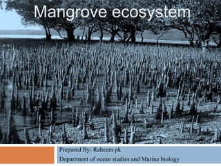 MM
Prepared By: Raheem pk
Department of ocean studies and Marine biology
Mangrove ecosystem
 