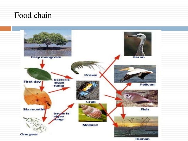 Mangrove ecosystem