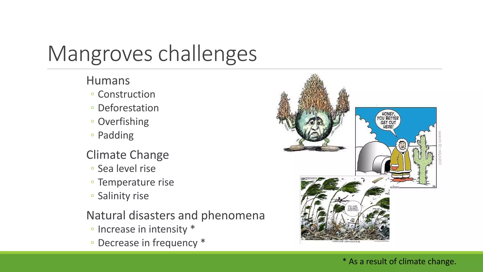 Mangroves challenges
Humans
◦ Construction
◦ Deforestation
◦ Overfishing
◦ Padding
Climate Change
◦ Sea level rise
◦ Temperature rise
◦ Salinity rise
Natural disasters and phenomena
◦ Increase in intensity *
◦ Decrease in frequency *
* As a result of climate change.
 