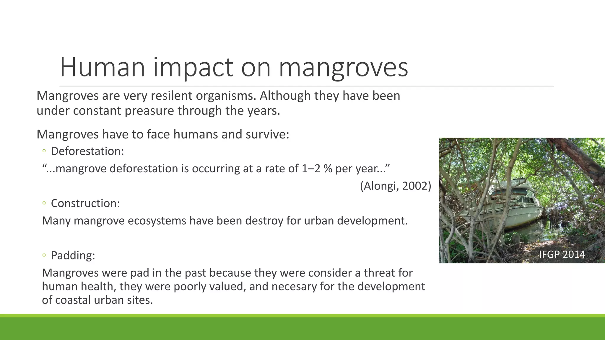 Human impact on mangroves
Mangroves are very resilent organisms. Although they have been
under constant preasure through the years.
Mangroves have to face humans and survive:
◦ Deforestation:
“...mangrove deforestation is occurring at a rate of 1–2 % per year...”
(Alongi, 2002)
◦ Construction:
Many mangrove ecosystems have been destroy for urban development.
◦ Padding:
Mangroves were pad in the past because they were consider a threat for
human health, they were poorly valued, and necesary for the development
of coastal urban sites.
IFGP 2014
 