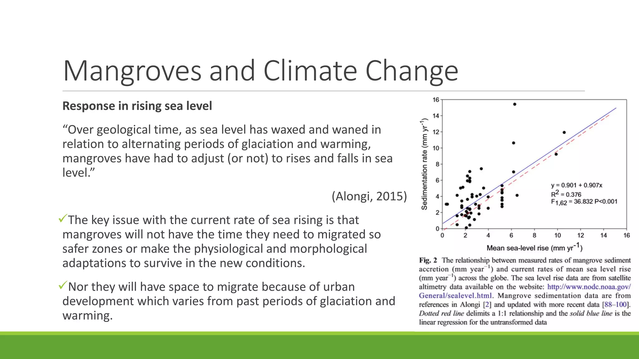 Mangroves and Climate Change
Response in rising sea level
“Over geological time, as sea level has waxed and waned in
relation to alternating periods of glaciation and warming,
mangroves have had to adjust (or not) to rises and falls in sea
level.”
(Alongi, 2015)
The key issue with the current rate of sea rising is that
mangroves will not have the time they need to migrated so
safer zones or make the physiological and morphological
adaptations to survive in the new conditions.
Nor they will have space to migrate because of urban
development which varies from past periods of glaciation and
warming.
 