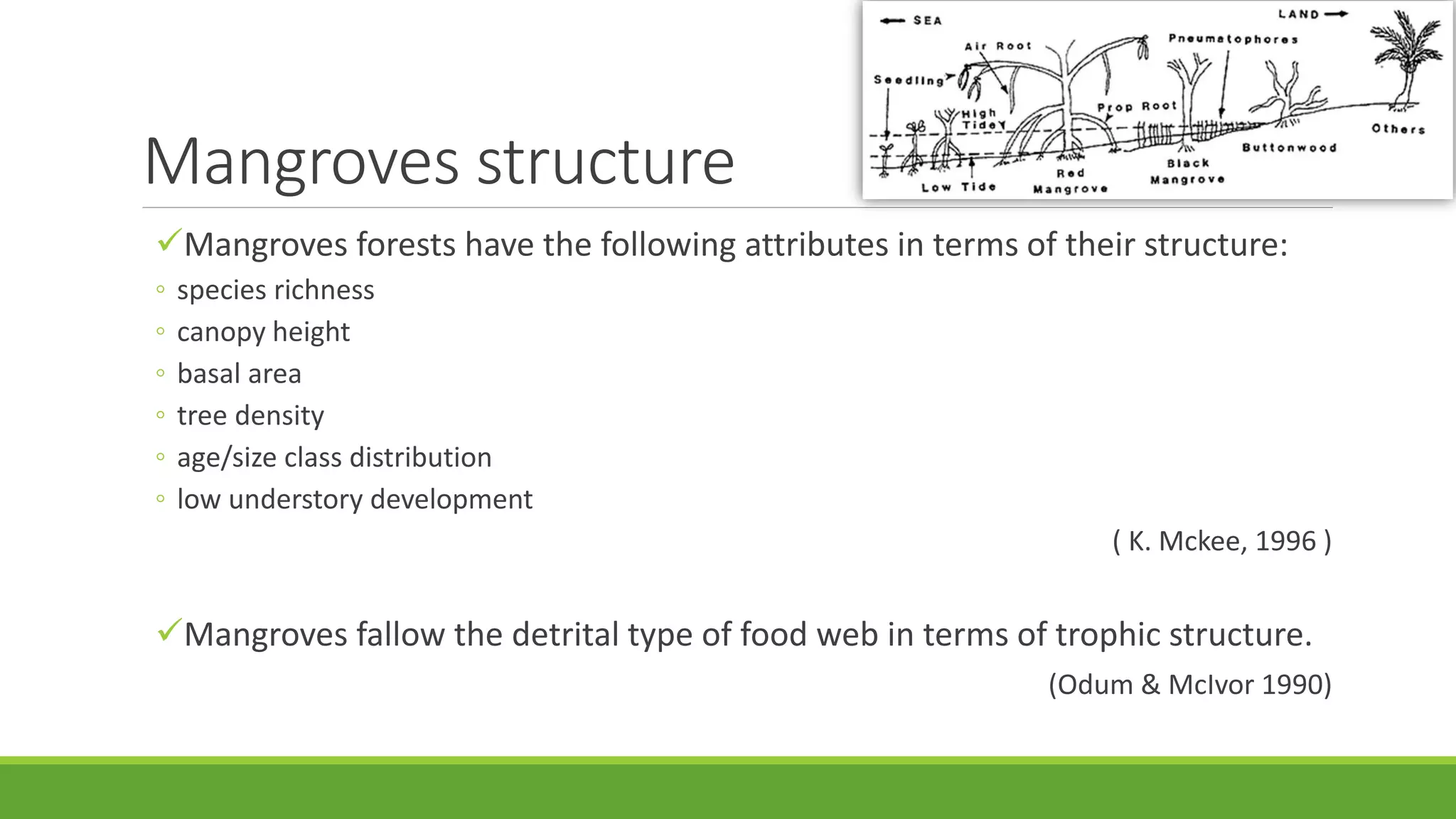Mangroves structure
Mangroves forests have the following attributes in terms of their structure:
◦ species richness
◦ canopy height
◦ basal area
◦ tree density
◦ age/size class distribution
◦ low understory development
( K. Mckee, 1996 )
Mangroves fallow the detrital type of food web in terms of trophic structure.
(Odum & McIvor 1990)
 