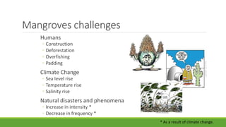 Mangroves challenges
Humans
◦ Construction
◦ Deforestation
◦ Overfishing
◦ Padding
Climate Change
◦ Sea level rise
◦ Temperature rise
◦ Salinity rise
Natural disasters and phenomena
◦ Increase in intensity *
◦ Decrease in frequency *
* As a result of climate change.
 