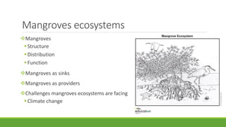 Mangroves ecosystems
Mangroves
Structure
Distribution
Function
Mangroves as sinks
Mangroves as providers
Challenges mangroves ecosystems are facing
Climate change
 