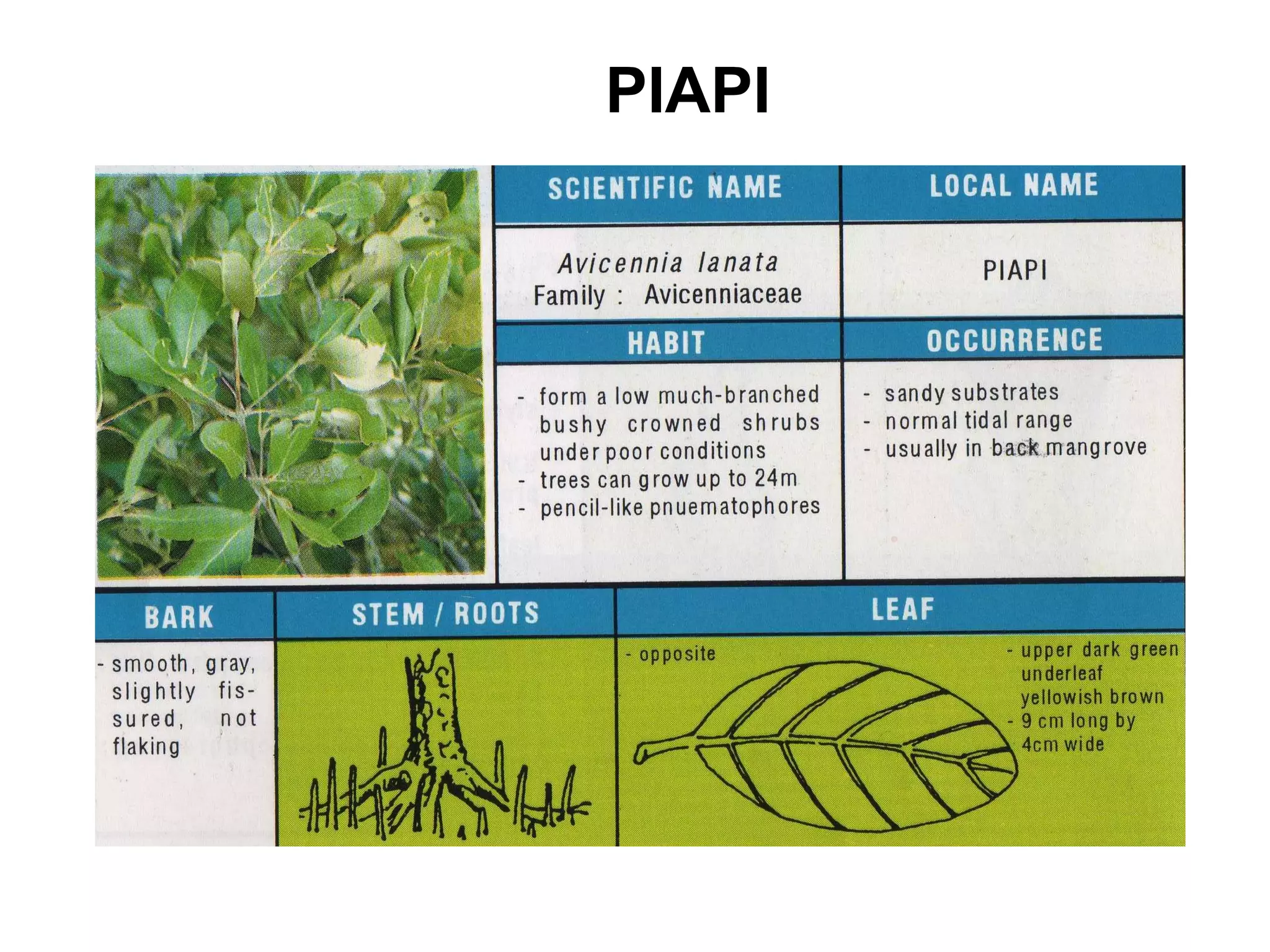 Mangrove field guide | PPT
