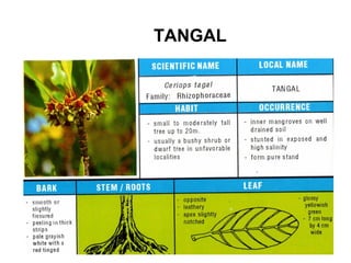Tangler Tree Mangrove field guide | PPT