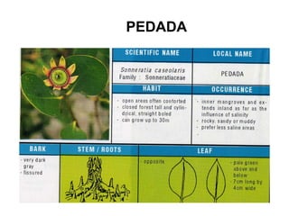 Peda Tree Mangrove field guide | PPT