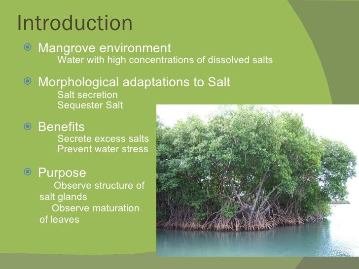 Mangrove Development Proposal Presentation