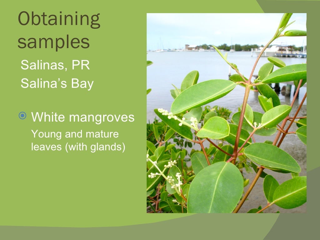 Mangrove Development Proposal Presentation