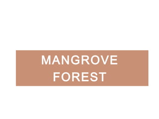 MANGROVE
FOREST
 