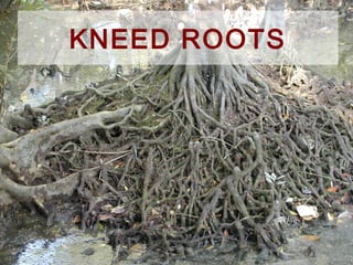 Knuckled Roots Mangrove forest | PPT