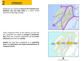 These mangroves thrive at the interface of land and
sea, mangroves are subject to changes in freshwater
flow (flow rate, nutrients, pollutants) and to marine
influences (sea-level rise, salinity).
Salinity has long been recognized as a controlling
factor that determines the health and distribution of
mangrove forests.
FRESH WATER
MANGROVE
BRACKISH
MANGROVE
MARINE
MANGROVE
HYDROLOGYKLANG ISLANDS MANGROVE RESERVE2
Mangroves are commonly found in the intertidal zone
(between low and high tides) in a rather broad
spectrum of hydrologic settings.
 