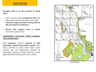 Strongest tidal is at main channel of Klang
Strait.
• Have a strong mixed semidiurnal tide (two
high waters and two low waters each day),
maximum range of 5meters during extreme
tide and lowest of -0.8meters .
• Diurnal tide happens twice a month
(one tidal cycle per day).
MANGOROVE TOLERANCE UNDER VARIABLE
TIDAL CONDITIONS:
Red mangroves recruits exposed to tidal
fluctuation experienced greater growth than
those confined to static water levels. plant
survival was not significantly affected by
hydrologic treatment except Avisennia family
(National Wetlands Research Center, 2003).
TIDAL PATTERNKLANG ISLANDS MANGROVE RESERVE
 