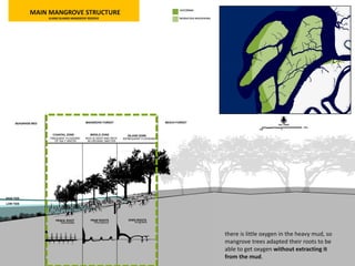 there is little oxygen in the heavy mud, so
mangrove trees adapted their roots to be
able to get oxygen without extracting it
from the mud.
MAIN MANGROVE STRUCTURE
KLANG ISLANDS MANGROVE RESERVE
 