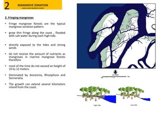 2. Fringing mangroves
• Fringe mangrove forests are the typical
mangrove zonation pattern.
• grow thin fringe along the coast , flooded
with salt water during each high tide.
• directly exposed to the tides and strong
winds
• do not receive the amount of nutrients as
mangroves in riverine mangrove forests
therefore
• most of the time do not exceed an height of
10 to 12 meters.
• Dominated by Avicennia, Rhizophora and
Sonneratia.
• The growth can extend several kilometers
inland from the coast.
High tide Low tide
MANGROVE ZONATION
KLANG ISLANDS MANGROVE RESERVE2
 