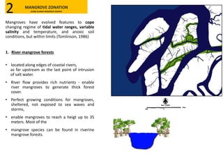 Mangroves have evolved features to cope
changing regime of tidal water ranges, variable
salinity and temperature, and anoxic soil
conditions, but within limits (Tomlinson, 1986)
1. River mangrove forests
• located along edges of coastal rivers,
as far upstream as the last point of intrusion
of salt water.
• River flow provides rich nutrients - enable
river mangroves to generate thick forest
cover.
• Perfect growing conditions for mangroves,
sheltered, not exposed to sea waves and
storms,
• enable mangroves to reach a heigt up to 35
meters. Most of the
• mangrove species can be found in riverine
mangrove forests.
MANGROVE ZONATION
KLANG ISLANDS MANGROVE RESERVE2
 