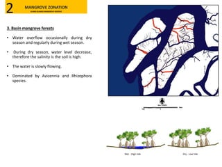 3. Basin mangrove forests
• Water overflow occasionally during dry
season and regularly during wet season.
• During dry season, water level decrease,
therefore the salinity is the soil is high.
• The water is slowly flowing.
• Dominated by Avicennia and Rhizophora
species.
Wet - High tide Dry - Low tide
MANGROVE ZONATION
KLANG ISLANDS MANGROVE RESERVE2
 