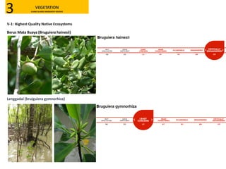 V-1: Highest Quality Native Ecosystems
VEGETATION
KLANG ISLANDS MANGROVE RESERVE3
Berus Mata Buaya (Bruguiera hainesii)
Lenggadai (bruiguiera gymnorhiza)
 