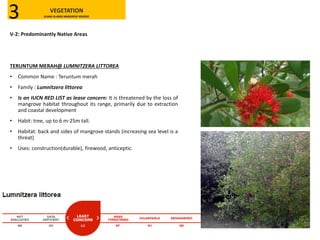 V-2: Predominantly Native Areas
TERUNTUM MERAH@ LUMNITZERA LITTOREA
• Common Name : Teruntum merah
• Family : Lumnitzera littorea
• Is an IUCN RED LIST as lease concern: It is threatened by the loss of
mangrove habitat throughout its range, primarily due to extraction
and coastal development
• Habit: tree, up to 6 m-25m tall.
• Habitat: back and sides of mangrove stands (increasing sea level is a
threat)
• Uses: construction(durable), firewood, anticeptic.
VEGETATION
KLANG ISLANDS MANGROVE RESERVE3
 