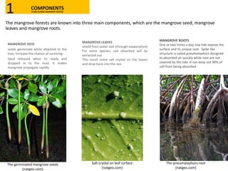 The mangrove forests are known into three main components, which are the mangrove seed, mangrove
leaves and mangrove roots.
MANGROVE SEED
seeds germinate while attached to the
tree, increase the chance of surviving.
Seed released when its ready and
dropped in to the mud. It makes
mangrove propagate rapidly
MANGROVE LEAVES
shield from water lost (through evaporation)
For some species, salt absorbed will be
extracted out
This result some salt crystal on the leaves
and drop back into the sea
MANGROVE ROOTS
One or two times a day, low tide expose the
surface and its unique root . Spike like
structure is called pneumatophors designed
to absorbed air quickly while root are not
covered by the tide. It can keep out 90% of
salt from being absorbed
The germinated mangrove seeds
(natgeo.com)
Salt crystal on leaf surface
(natgeo.com)
The pneumataphors root
(natgeo.com)
COMPONENTSKLANG ISLANDS MANGROVE RESERVE1
 