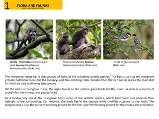 The mangrove forest has a rich sources of fruits of the inhabited animal species. The fruits, such as red mangrove
provide nutritious meals for the monkeys and tree-climbing crabs. Besides that, the rich nectar is also the main diet
for the fruit bats and honey bee species.
On the roots of mangrove trees, the algae found on the surface gives foods for the snails, as well as a source of
protein for the shrimps and young fishes.
As a biodiversity forest, the mangrove hosts some of the wildlife species, which have lived and adapted their
habitats to the surrounding. For instance, the birds live in the canopy, while shellfish attached to the roots. The
tangled root is also the nursery-breeding ground for the fish, a perfect hunting ground for the snakes and crocodiles.
Family : Viverridae-Common palm
civet Species: Paradoxurus
hermaphroditus (flickr.com)
Dusky Leaf Monkey Species:
Macaca fascicularis (flickr.com)
Great Tit (Parus major)
(flickr.com)
FLORA AND FAUNASKLANG ISLANDS MANGROVE RESERVE1
 