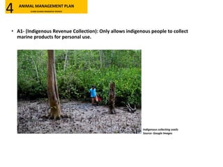 • A1- (Indigenous Revenue Collection): Only allows indigenous people to collect
marine products for personal use.
Indigenous collecting snails
Source: Google Images
ANIMAL MANAGEMENT PLAN
KLANG ISLANDS MANGROVE RESERVE4
 