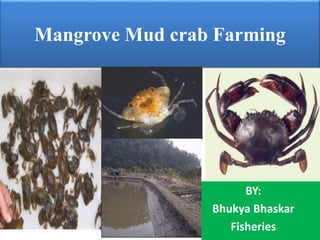 Mangrove Mud crab Farming
BY:
Bhukya Bhaskar
Fisheries
 