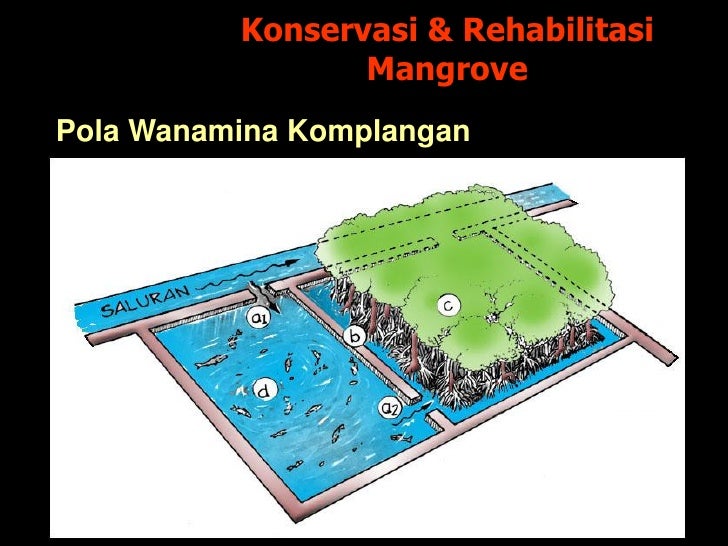 Biologi dasar - ekosistem mangrove