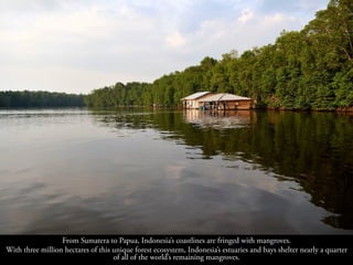 From Sumatera to Papua, Indonesia’s coastlines are fringed with mangroves.
With three million hectares of this unique fore...