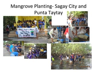 Mangrove planting