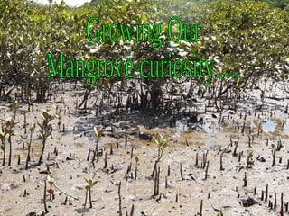 Growing Our Mangrove curiosity..... 