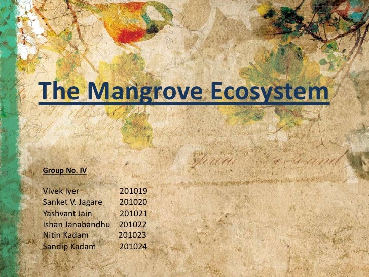 mangroves