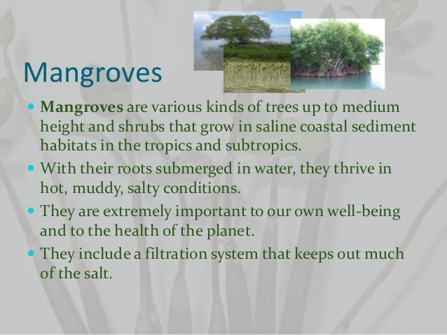 Mangroves