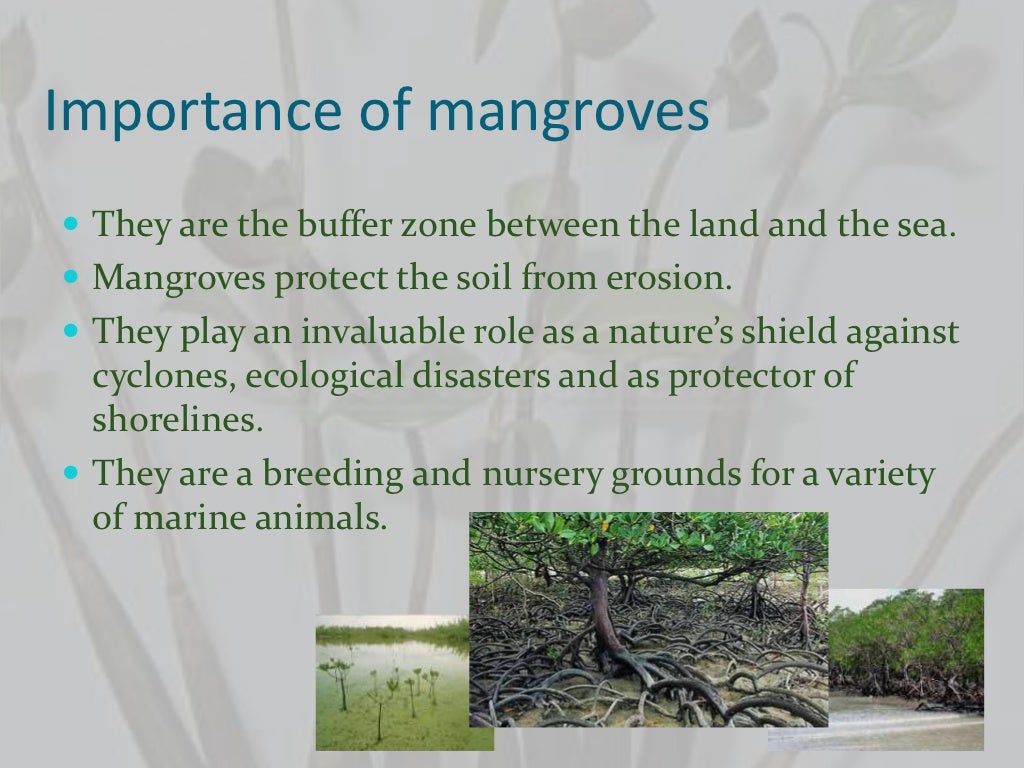 Mangroves